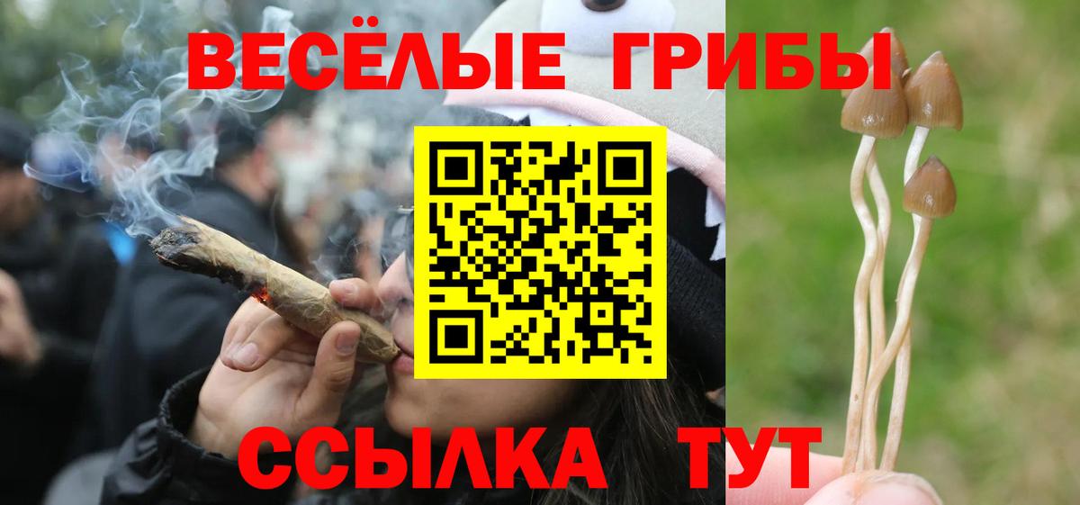 Тула  Псилоцибиновые грибы Cubensis  Вход с VPN  Псилоцибиновые грибы GOLDEN TEACHER 